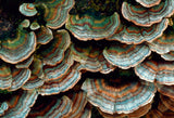 Adored Beast Turkey Tail Mushroom Tincture