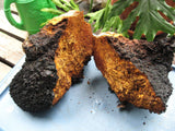 Adored Beast Chaga Mushroom Tincture